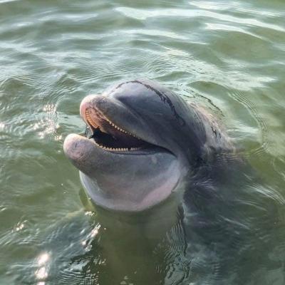 a bear swimming in a body of water