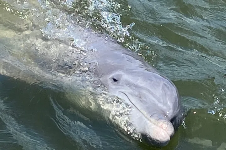 a dog swimming in a body of water