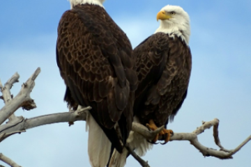 a bird sitting on a branch